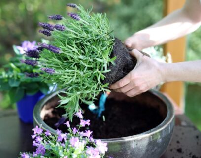 A person transferring a young lavender plant into a pot