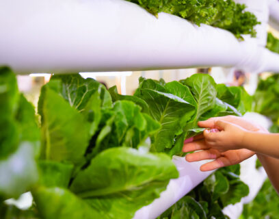 Lettuces growing in a vertical vegetable garden