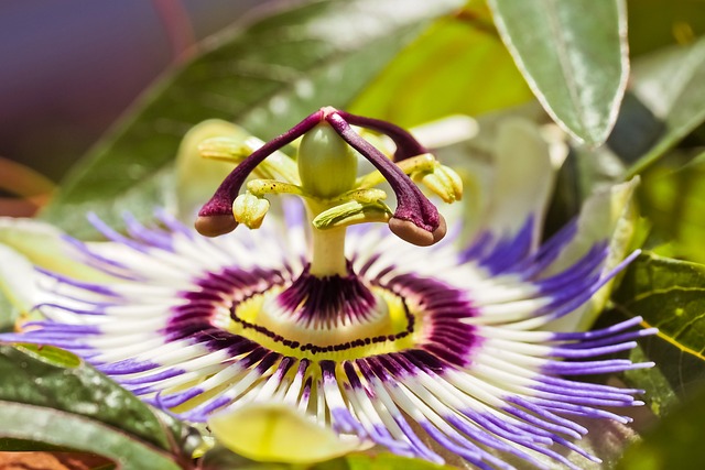 Close up of passion flower