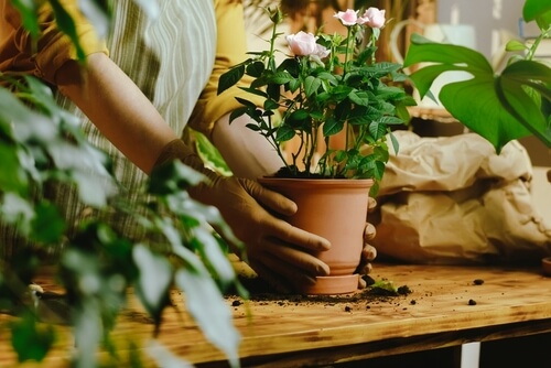 A rose plant freshly transferred into a pot