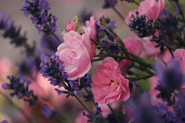 Roses and lavender together