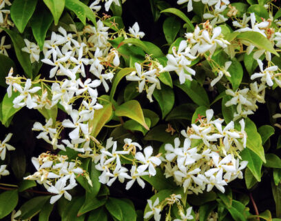 Star jasmine with abundant flowers