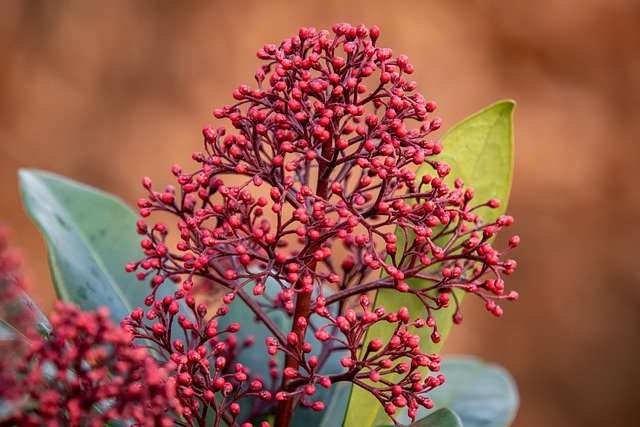 Close up of skimmia  buds