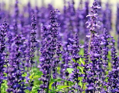 A bush of lavender
